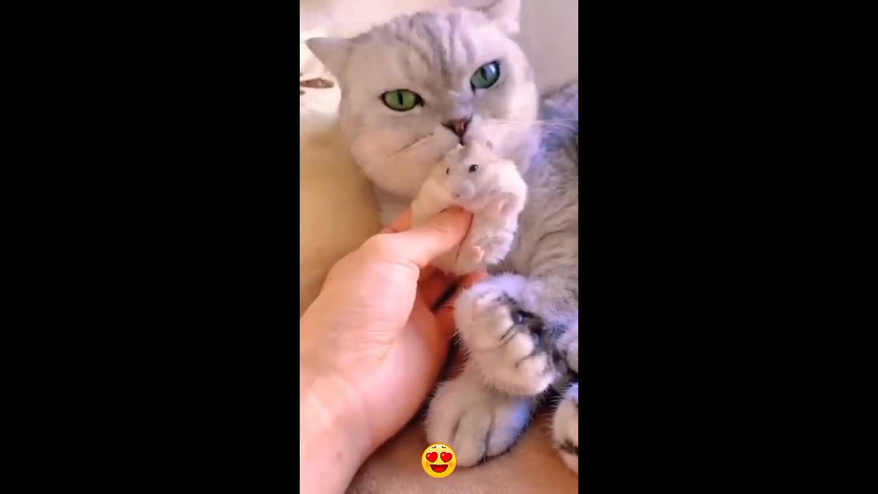 See this cat๐บ๐ playing level game ๐ฏ๐คฃ