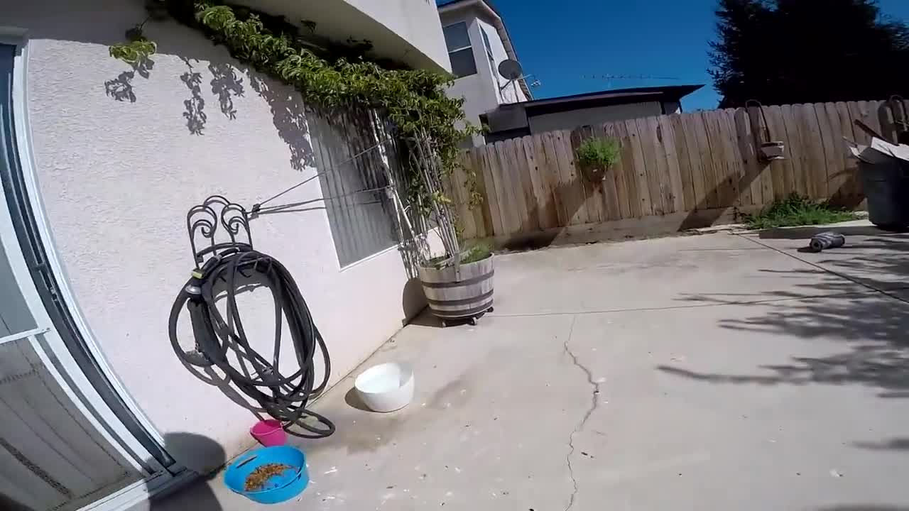 This german shepherd CRIES when he realize he is going to the vet