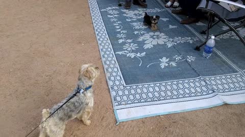 12 pound Morkie meets 4 pound "Elvis" the Yorkie