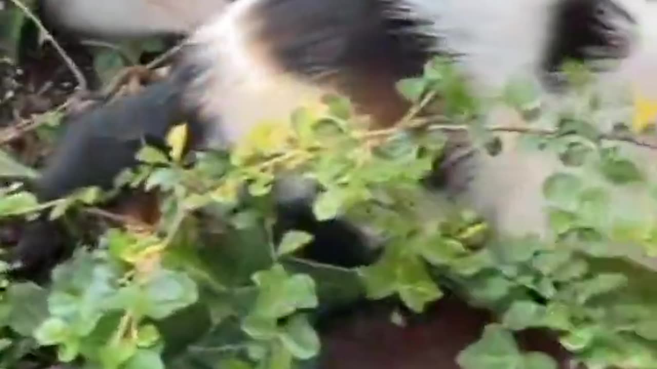 Cat Funny Video New__😺Cat Videos 2023🤣 cats shorts catvideos youtubeshorts