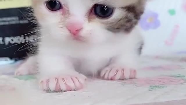 Cute cat's Baby videos shorts