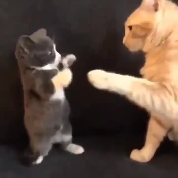 people look how cute 😻