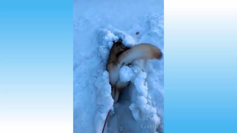 Dog entering the snow.