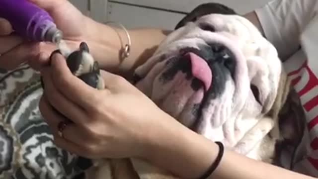 Wnglish bulldog getting mani padi done