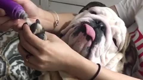 Wnglish bulldog getting mani padi done