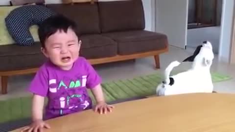 Dog funny kids video