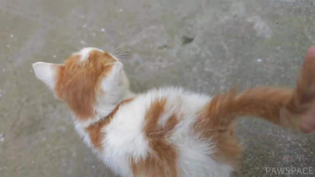 The tiny kitten was a little nervous when she arrived at her new home.
