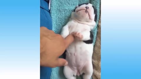 Funny Animals Compilation #3--