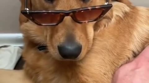 Golden Retriever Love | Dog Funny | Dog Life | Cute dog | Pet Planet