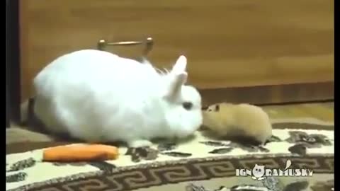 Hamster steals a carrot from a Rabbit