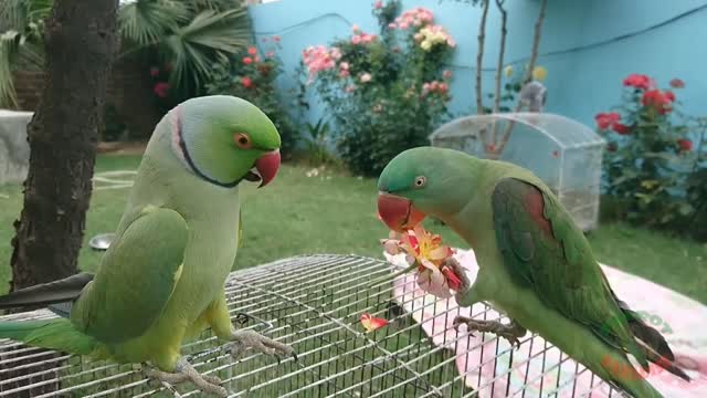 Amazing parrots... Two parrots are eating a flower part (2)