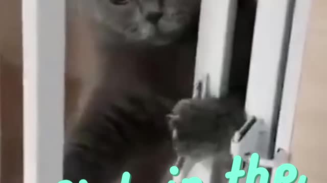 funny cat caught in act