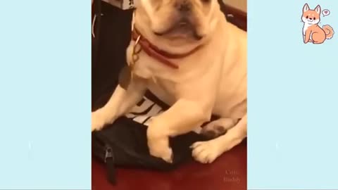 Life with DOGS is FULL OF LAUGH - Ultra Funny Dog Videos