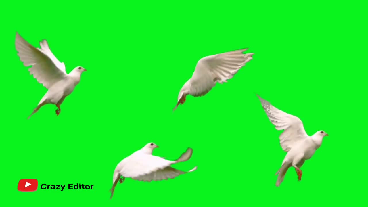 Green screen animal and bird clips no copyright