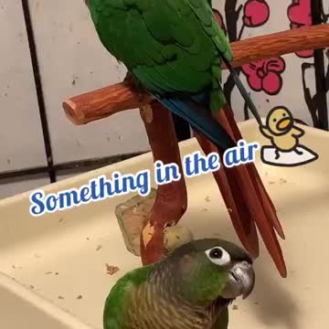 What’s In The Air😱