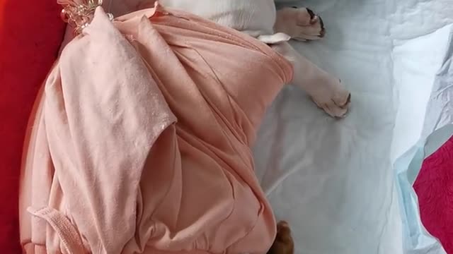 It's hard to weaning a puppy