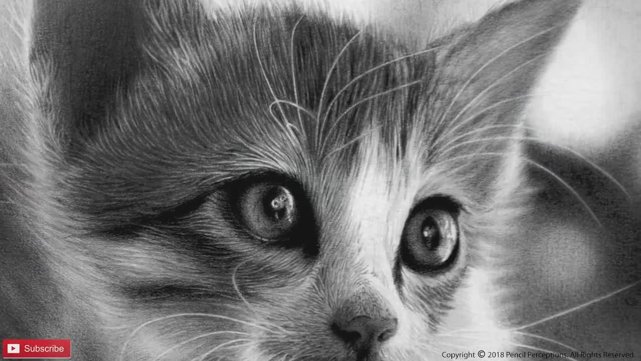 HOW TO DRAW A CAT | REALISTIC CAT | 65+ HOURS TIMELAPSE | PORTRAIT SKETCH OF A CAT