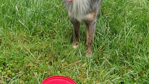 Frisbee with the Dog