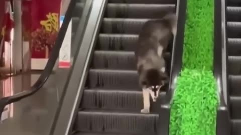 Baby cat video