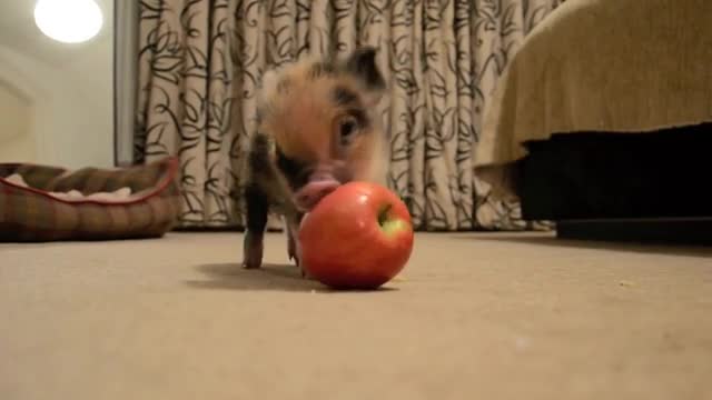 Mini pig mange sa pomme tranquillement.