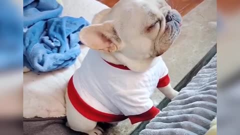 Baby Dogs - Cute and Funny Dog Videos Compilation #06 Aww Cute Animals