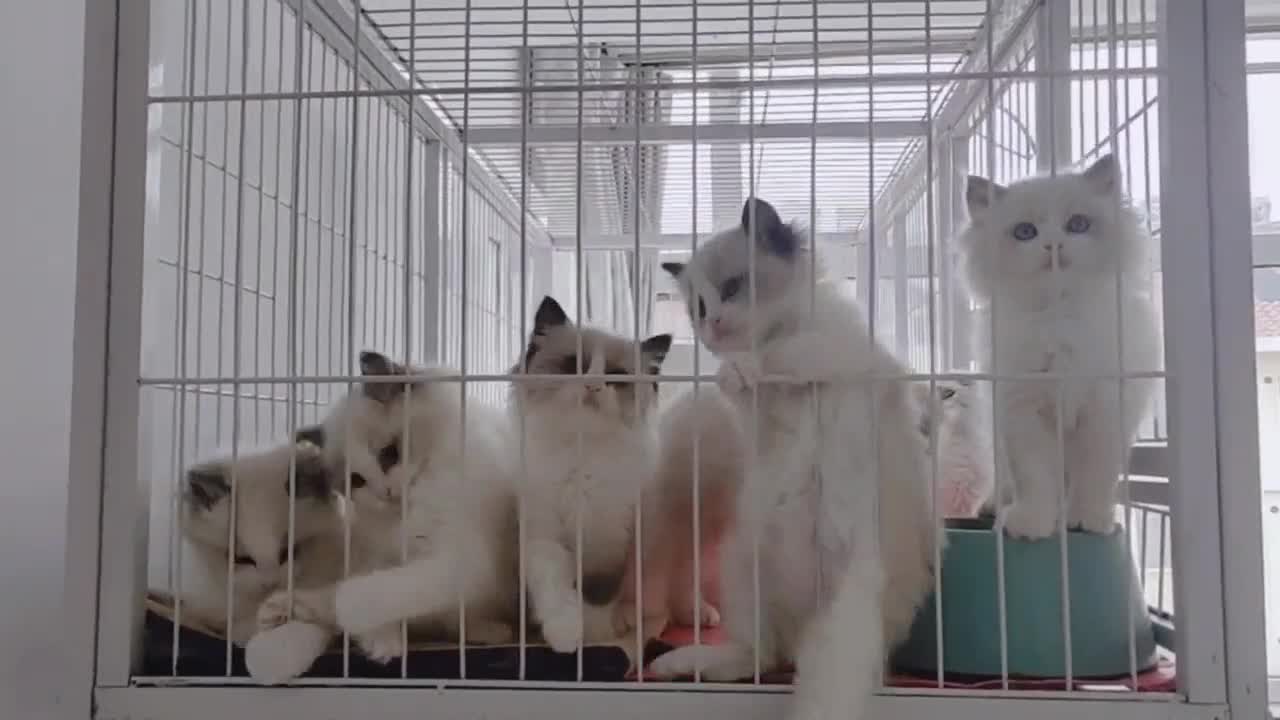 cat