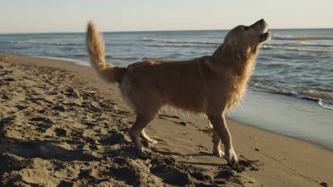 Watch How This Adorable Dog Looks Happy At The Beach - Joyful Time!