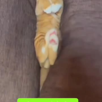 The Orange Cat version of freestyle sleeping