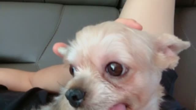 CUTE PUPPY having long tongue