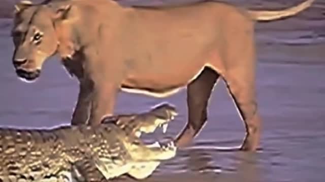 A pride of lions surrounded a crocodile, seemingly unable to hunt the crocodile