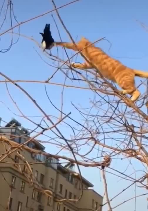 Cat tring catch bird