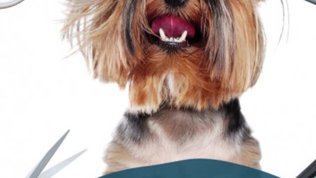 The ULTIMATE Guide to DOG Health #Shorts