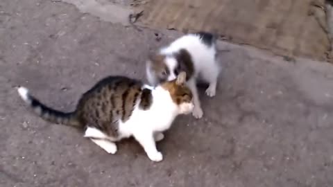 dog loves cat they are friends now