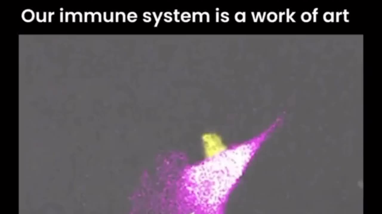 Watch a T Cell kill a cancer cell. " I am fearfully and wonderfully made." Psalm 139:13