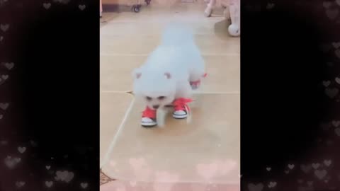 Pets funny compilation😂