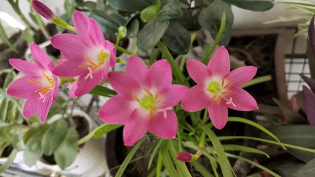 Beautiful Pink Rain Lily Flower - Crocus Lily (Zephyranthes)