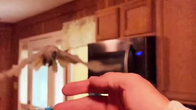 fly#slowmo