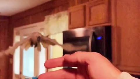 fly#slowmo