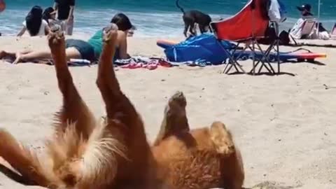 happy dog tiktok