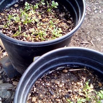 ammi visnaga, sprouts about 1 week old