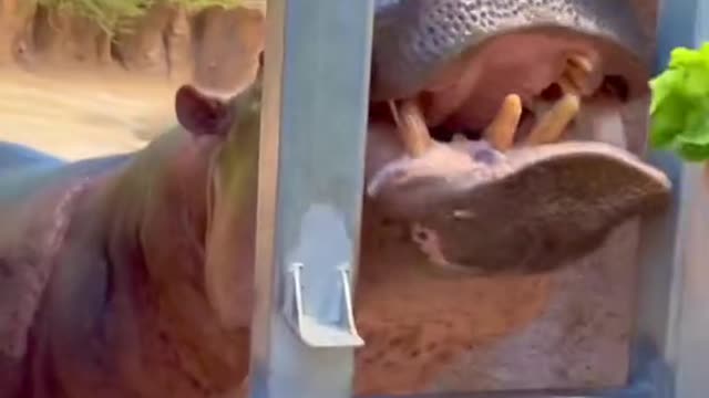 Uma and Timothy are in the mood to munch! 🥬🦛🦛