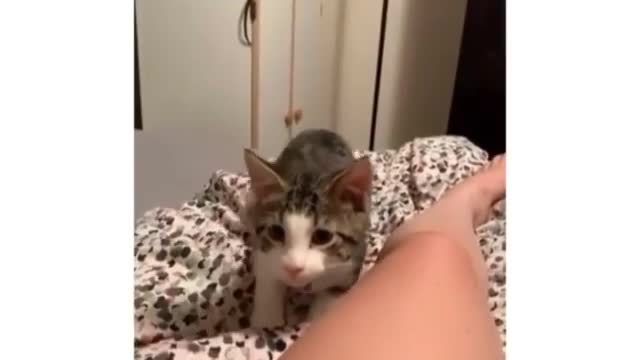The cat suddenly turned around and attacked.