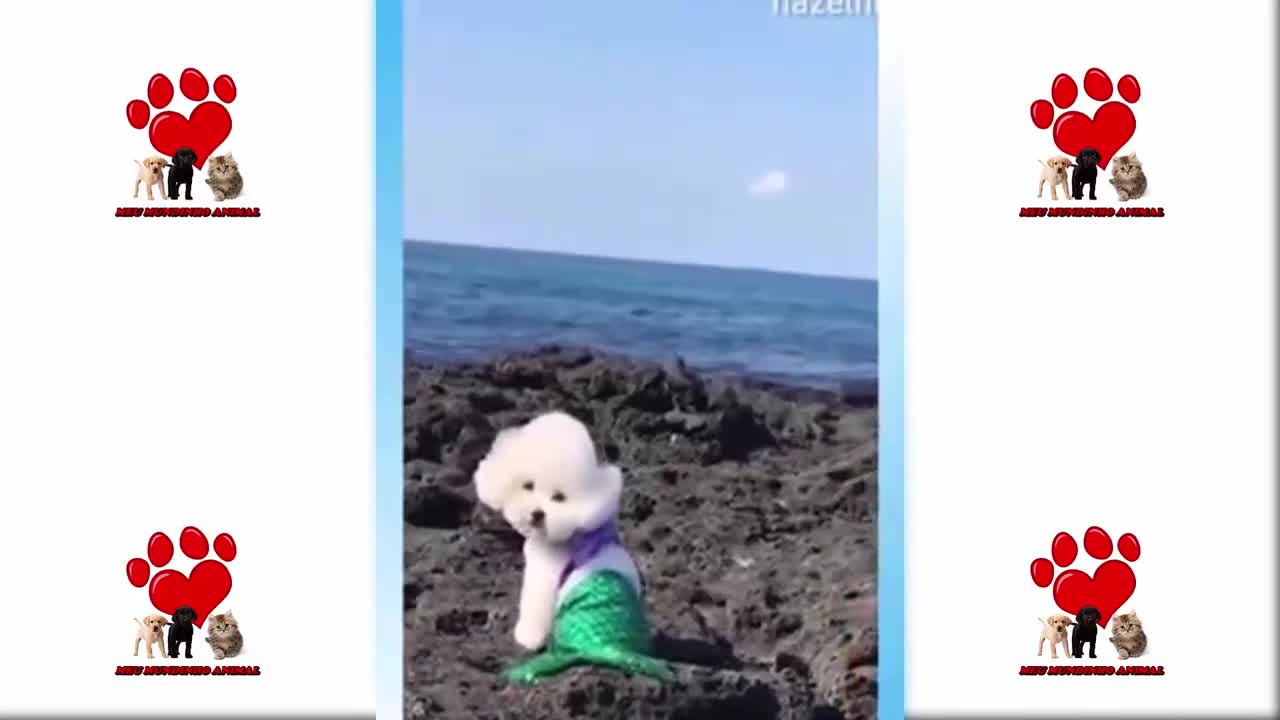 Os animais mais fofos do mundo