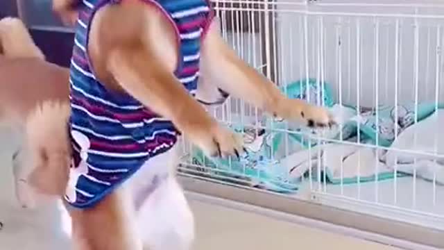 Dog funny video