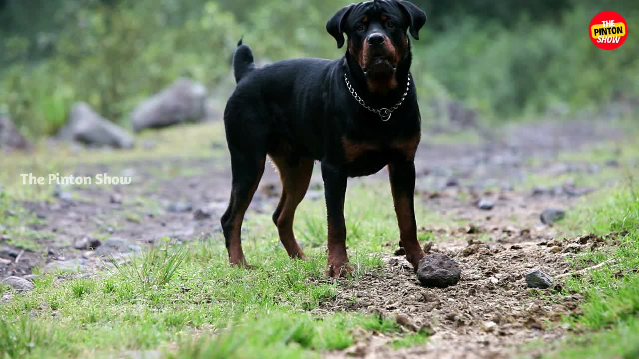 When Did dog playing with ball Get So Famous?