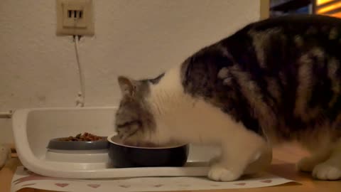 Hungry Cat