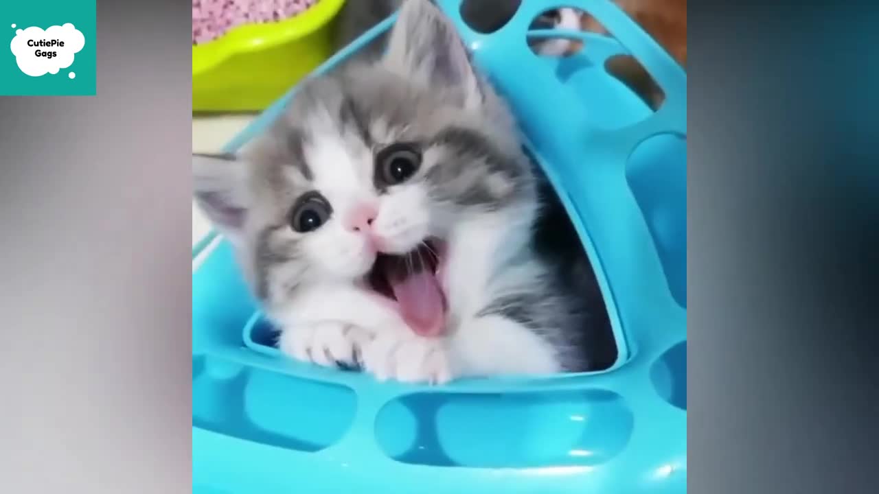 So Cute and Funny Animal Videos - Cute and Funny Animals Videos Compilation