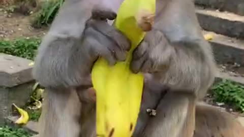 Cute Monkey China & Funny Love monkey| Animals Love