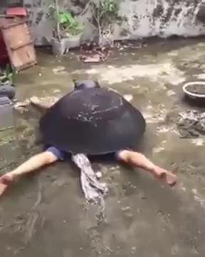 the funniest person in the world disguised as a tortoise