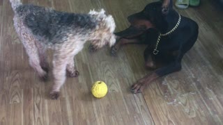 Oscar the Welsh Terrier Plays Ball with Doberman Bodyguard